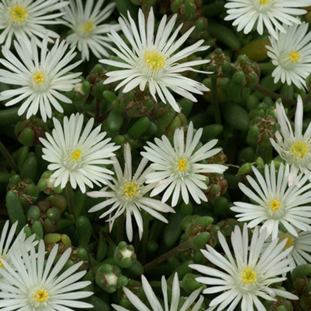 IJsbloem 'Graaf Reinet' - Delosperma 'graaf reinet' - Willemse