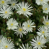 IJsbloem 'Graaf Reinet' - Delosperma 'graaf reinet' - Willemse