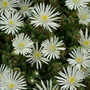 IJsbloem 'Graaf Reinet' - Delosperma 'graaf reinet' - Willemse
