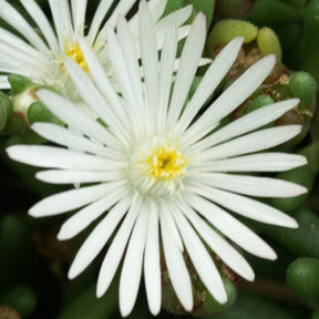 Delosperma 'graaf reinet' - IJsbloem 'Graaf Reinet' - Delosperma