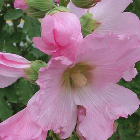 Stokroos - vijgbladig - Alcea ficifolia - Willemse