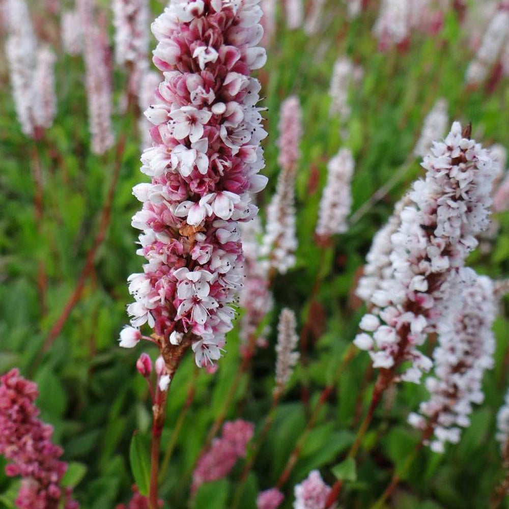 Duizendknoop 'Donald Lowndes' - Persicaria affinis Donald Lowndes - Willemse