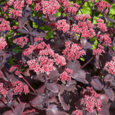 Sedum 'Chocolate Cherry' / Vetkruid - Willemse