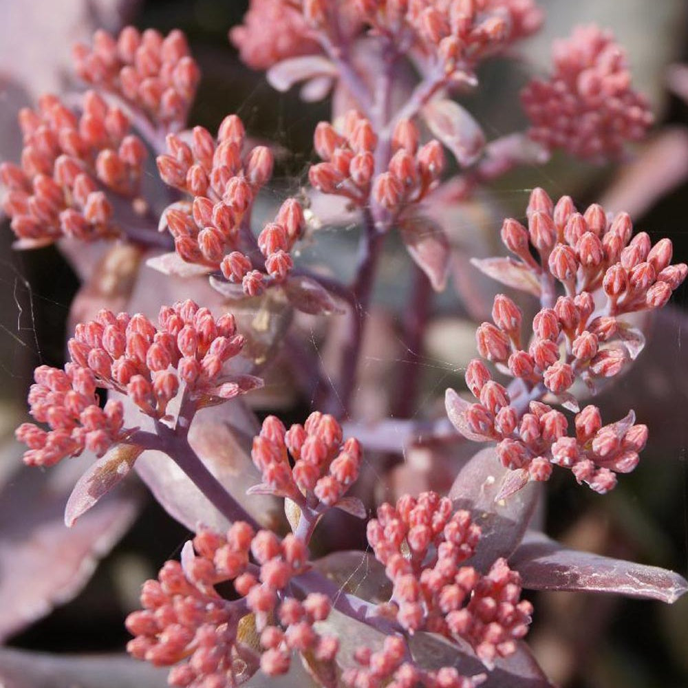 Sedum 'Chocolate Cherry' / Vetkruid - Sedum 'chocolate cherry' - Willemse