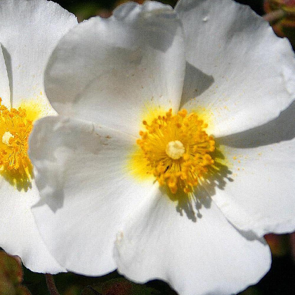 Witte rotsroos - Cistus monspeliensis - Willemse