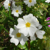 Witte rotsroos - Willemse