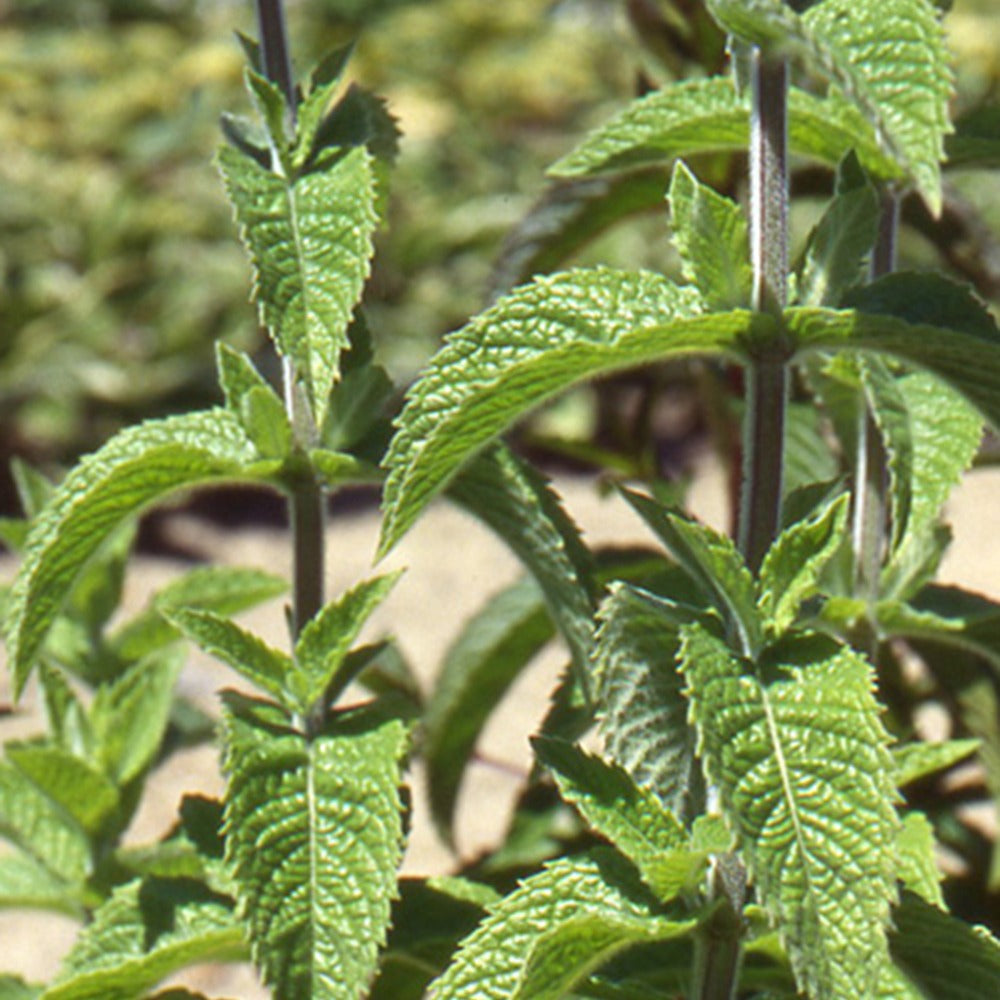 Aromatische Collectie #1