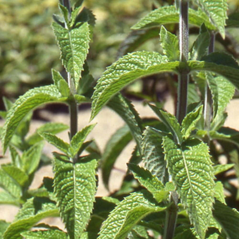 Aromatische collectie #2