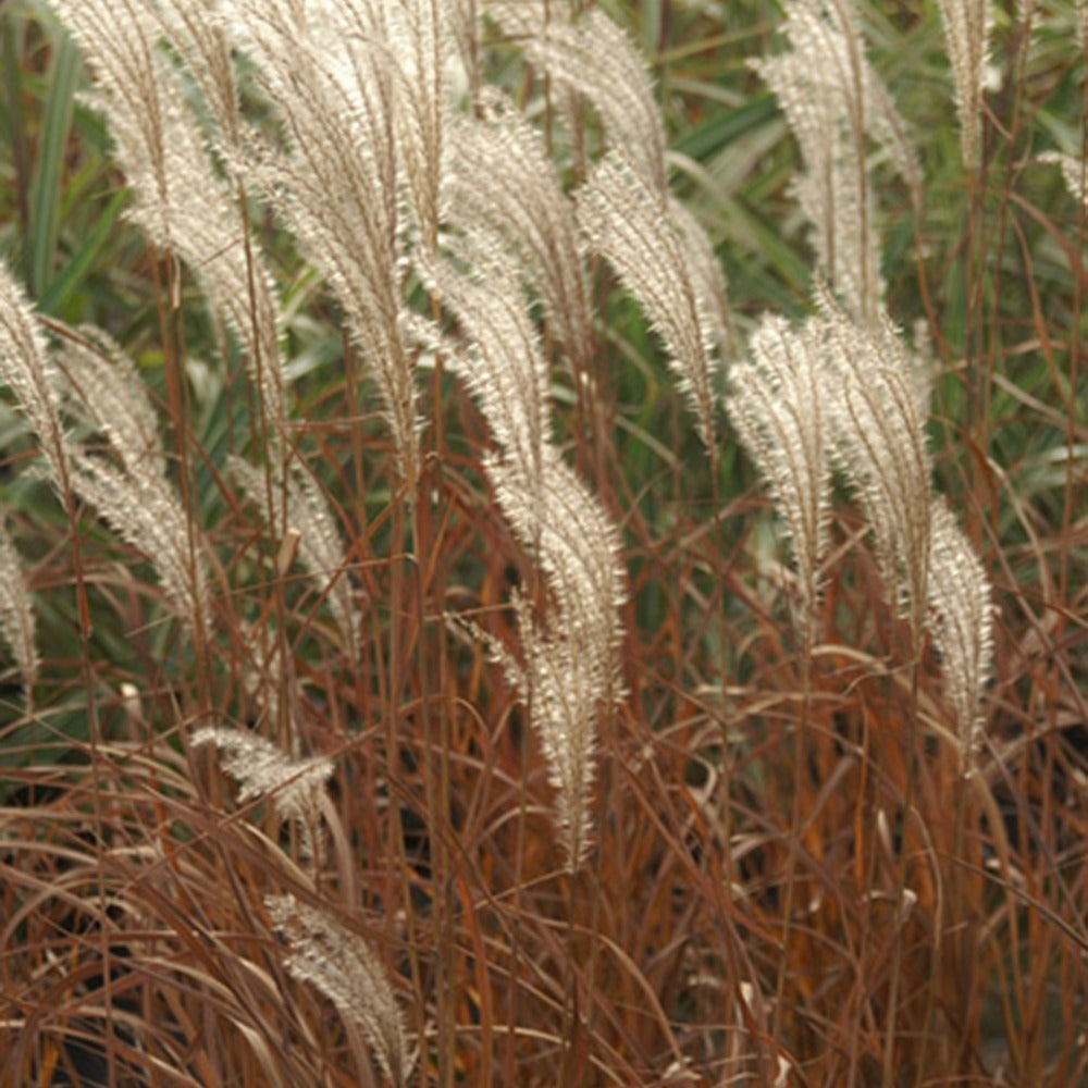 Prachtriet 'Adagio' - Miscanthus sinensis Adagio - Willemse