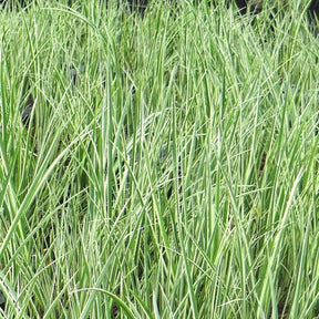 Kalmoes 'Argenteostriatus' - Acorus gramineus argenteostriatus - Siergrassen