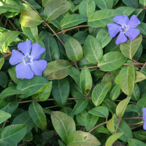 Vinca minor - Maagdenpalm - Vinca
