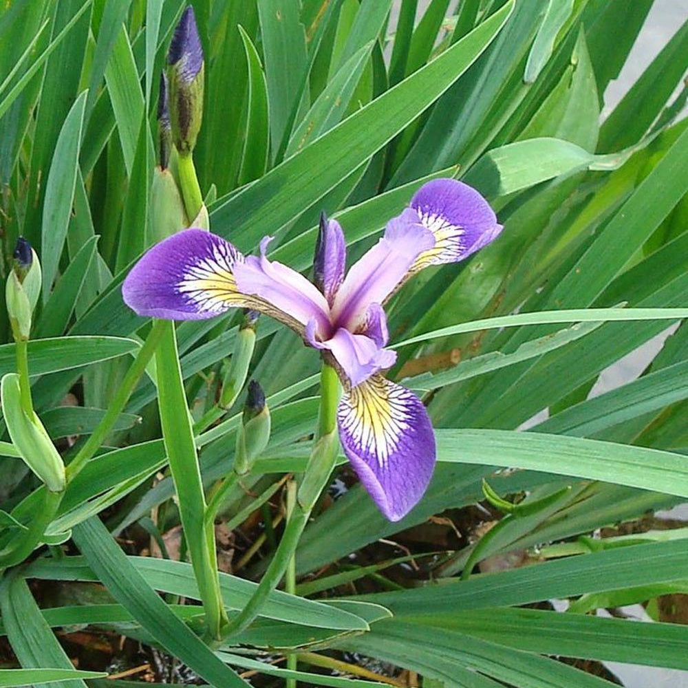 Amerikaanse lis - Iris versicolor