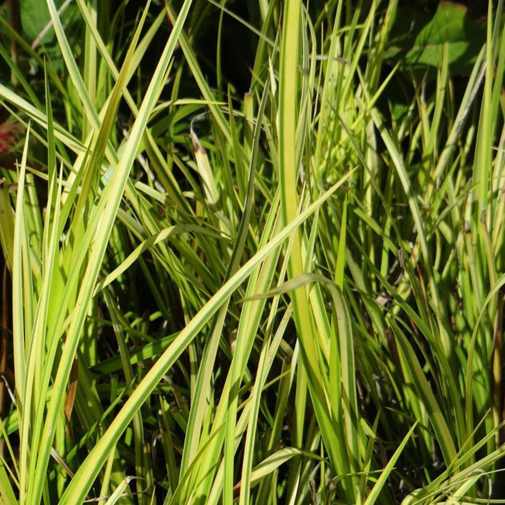 Verkoop Dwergkalmoes 'Ogon' - Acorus gramineus ogon