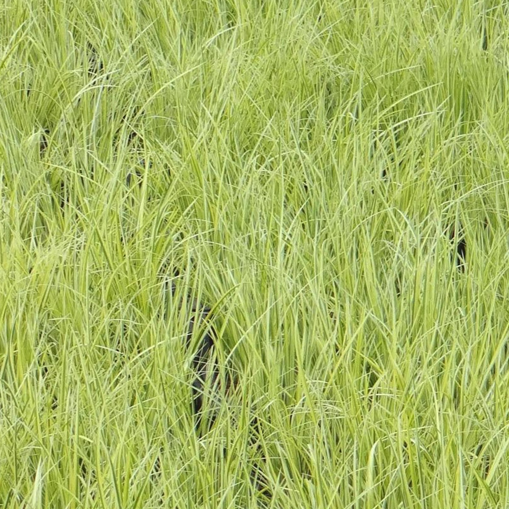 Dwergkalmoes 'Ogon' - Alle vijverplanten - Willemse