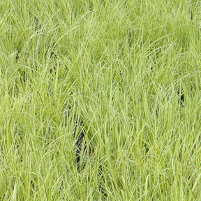 Dwergkalmoes 'Ogon' - Alle vijverplanten - Willemse