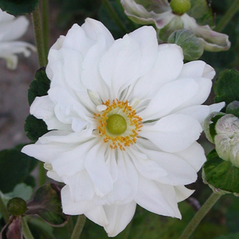 Anemoon 'Whirlwind' - Anemone hybrida whirlwind - Willemse