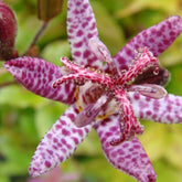 Armeluisorchidee - Tricyrtis hirta - Vaste planten