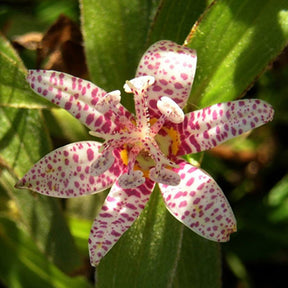 Armeluisorchidee - Tricyrtis hirta