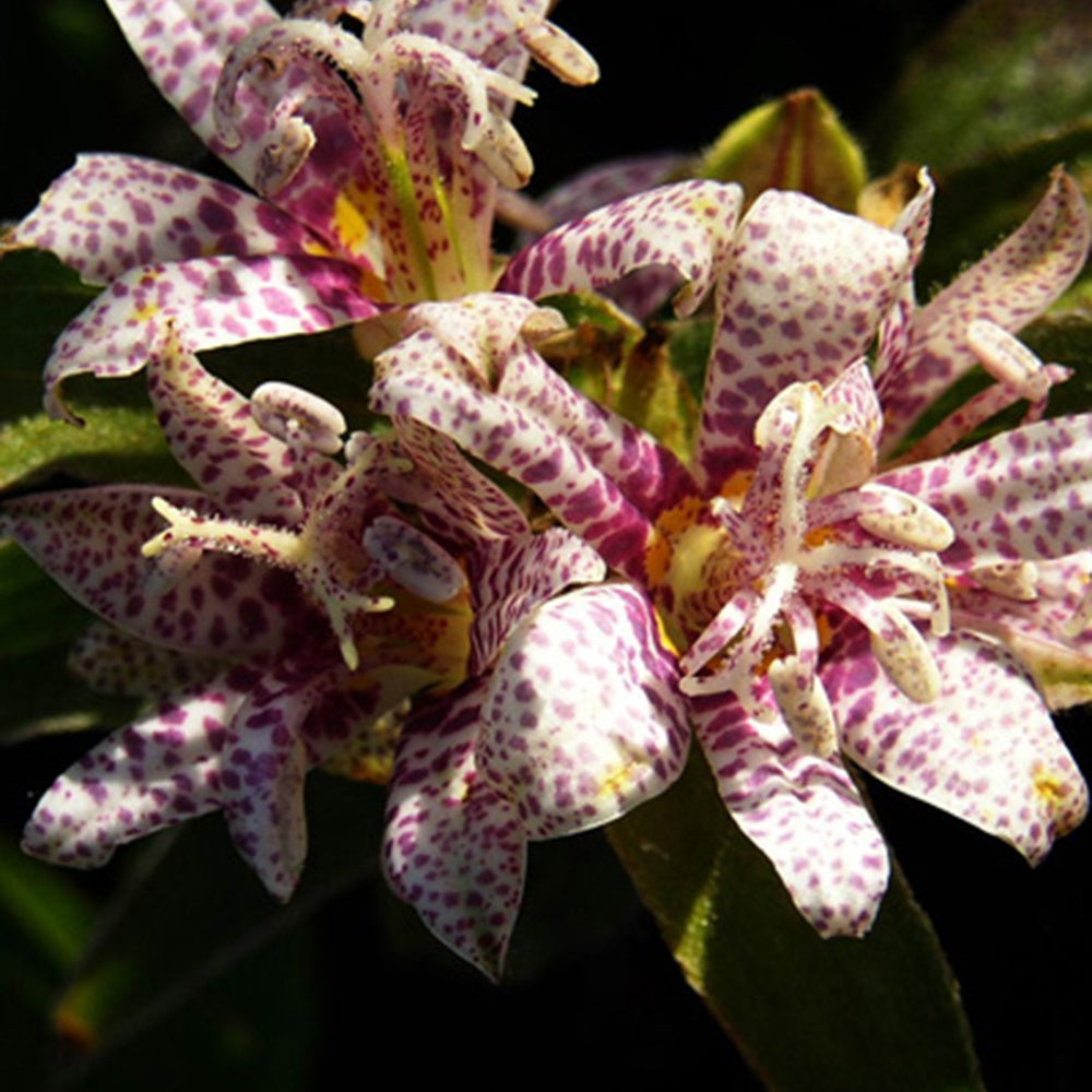 Armeluisorchidee - Tricyrtis hirta