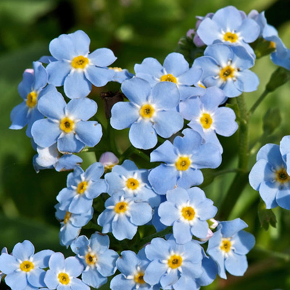 Moeras-vergeet-mij-nietje - Myosotis palustris - Willemse