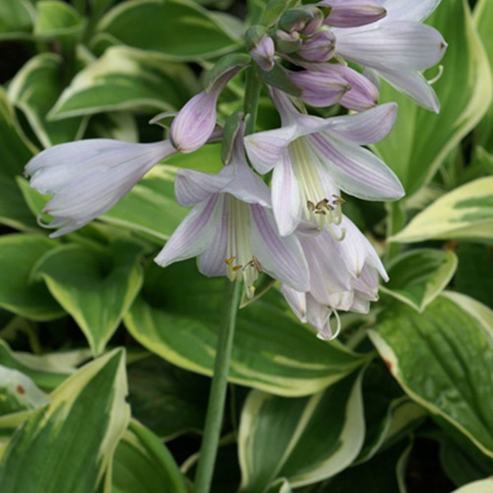 Hartlelie 'Wilde Brim' - Hosta hybride wide brim