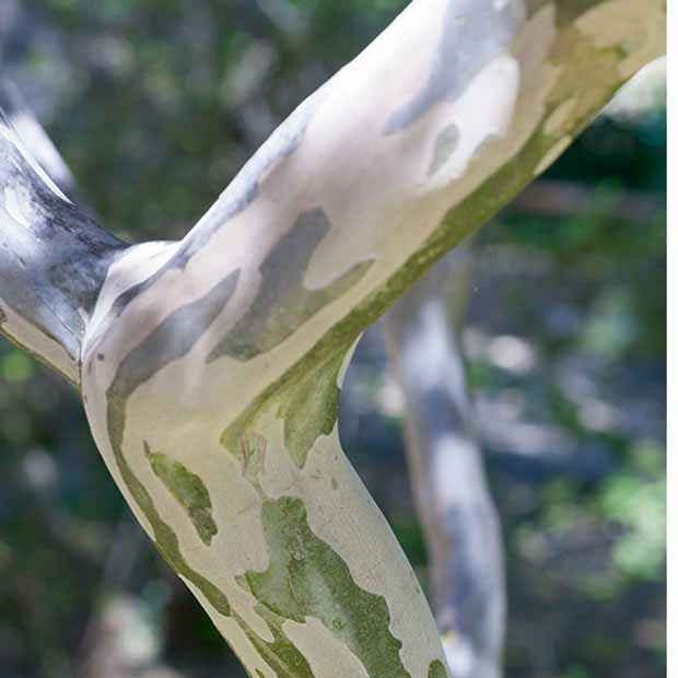 Indische sering - roze - Heesters - Willemse