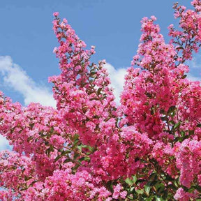Heesters - Indische sering - roze - Lagerstroemia indica Turenne