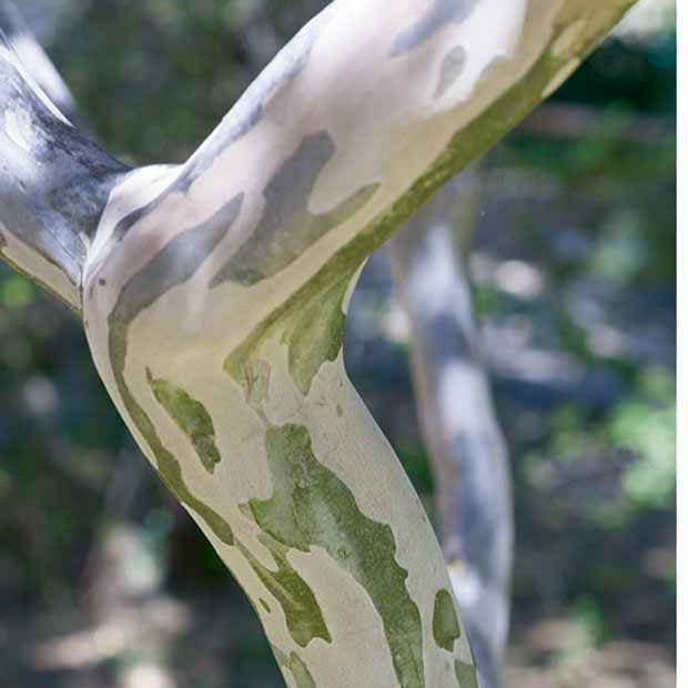 Verkoop Indische sering 'Braise d'Été® ‘Indybra’ - Lagerstroemia indica braise d'été® ‘indybra’