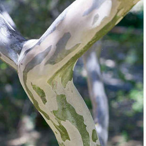 Verkoop Indische sering - wit