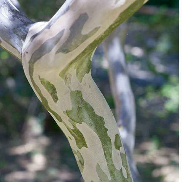 Indische sering - Indische sering - paars - Lagerstroemia indica Lafayette