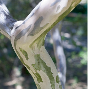 Indische sering - Indische sering Eveline - Lagerstroemia indica Eveline