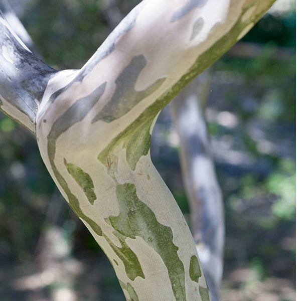 Indische sering - Indische sering Eveline - Lagerstroemia indica Eveline