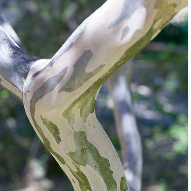 Verkoop Collectie Indische seringen: rood, paars, wit (x3) - Indische sering