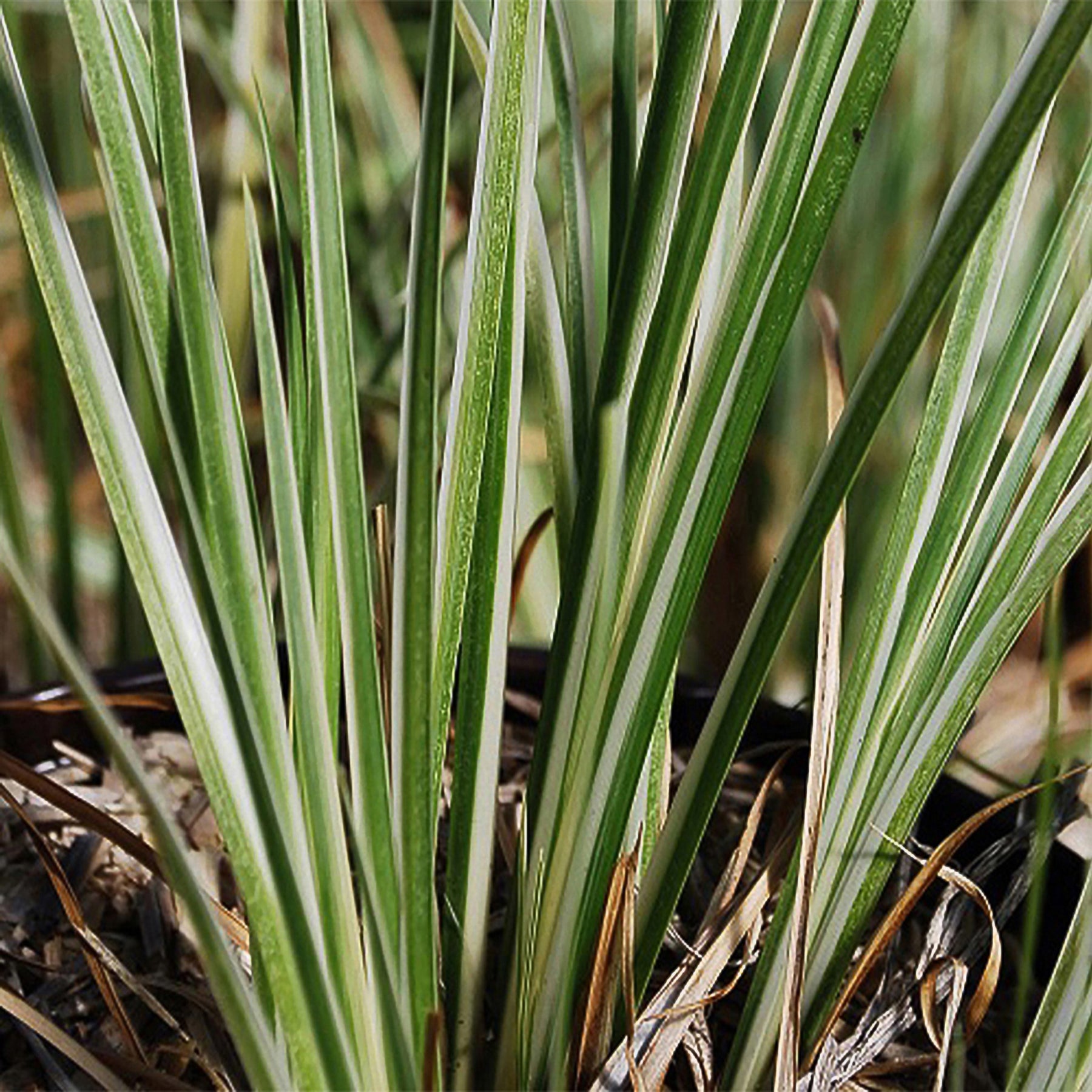 Japanse kalmoes 'Hakuro-Nishiki' - Willemse