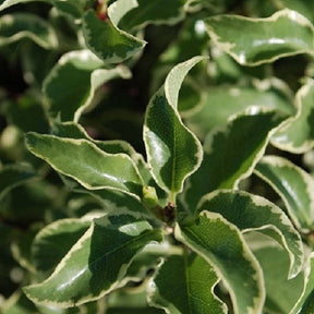 Verkoop Australische bonte Laurier - Pittosporum tenuifolium Variegatum