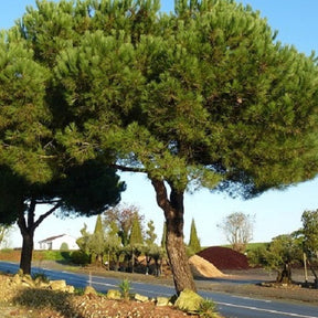 Parasolden - Pinus pinea - Willemse