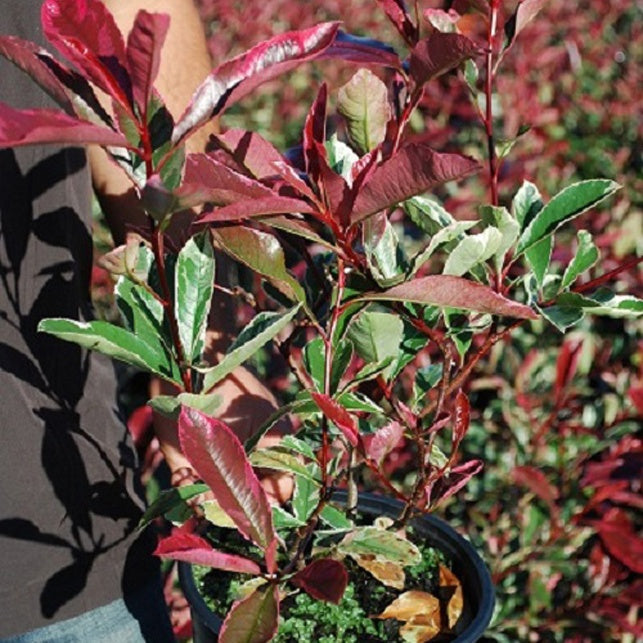 Glansmispel 'Pink Marble' - Photinia fraseri Pink Marble - Willemse