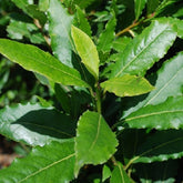 Laurierstruik - Laurus nobilis