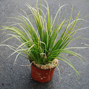 Verkoop Dwergkalmoes 'Ogon'