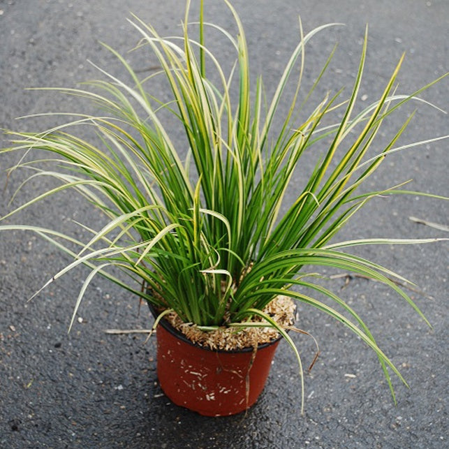 Verkoop Dwergkalmoes 'Ogon'