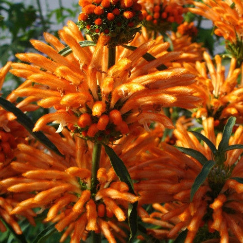 Leonotis leonurus - Leeuwestaart - Bloeiende vaste planten