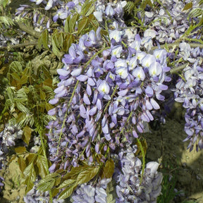 Blauwe regen 'Prolific' - Wisteria sinensis 'prolific' - Willemse