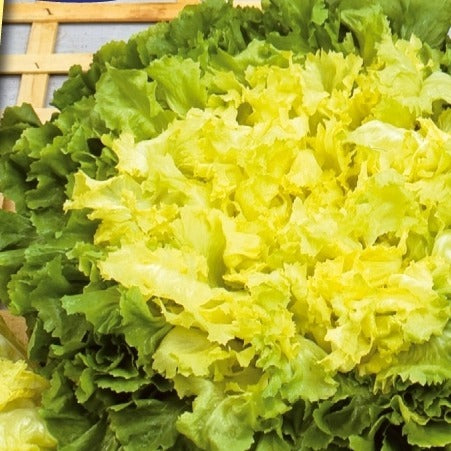 Andijvie Eminence - Willemse