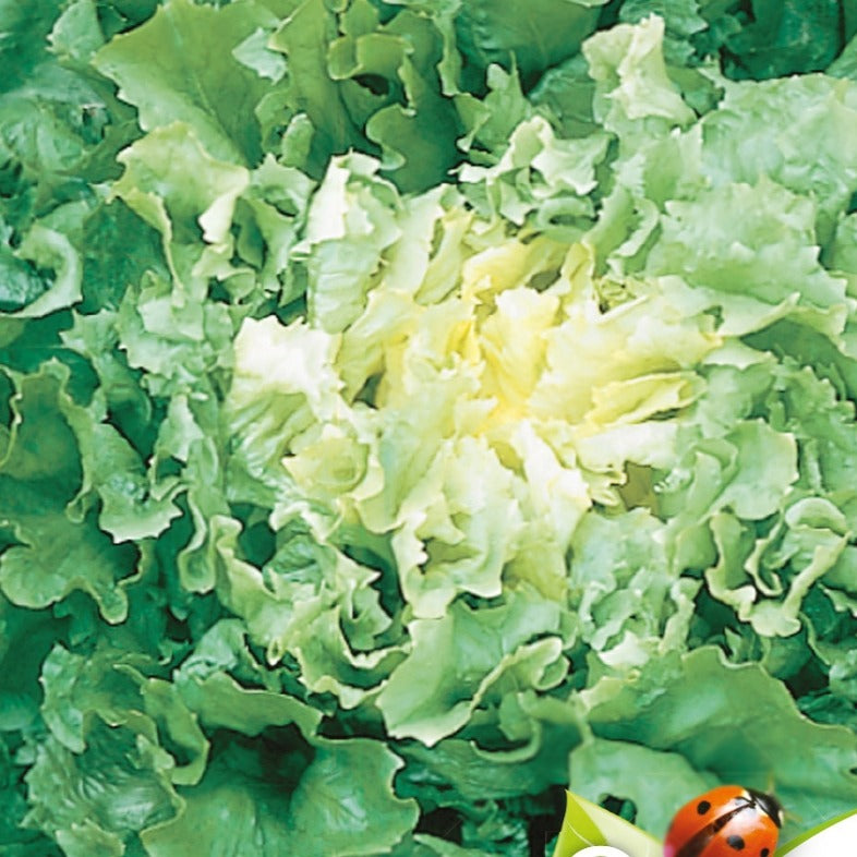 Andijvie Nuance BIO - Willemse