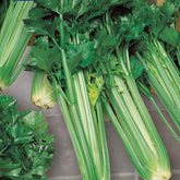 Bleekselderij 'Green Sleeves' - Willemse
