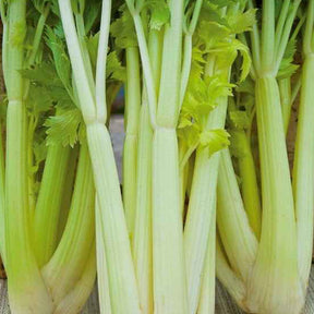 Selderij 'Chemin' - Willemse