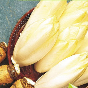 Witlof Mechelse Middelvroeg Bio - Willemse