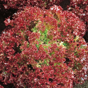 Pluksla Lollo Rossa Bio - Willemse