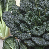 Tatsoi - BIO - Willemse