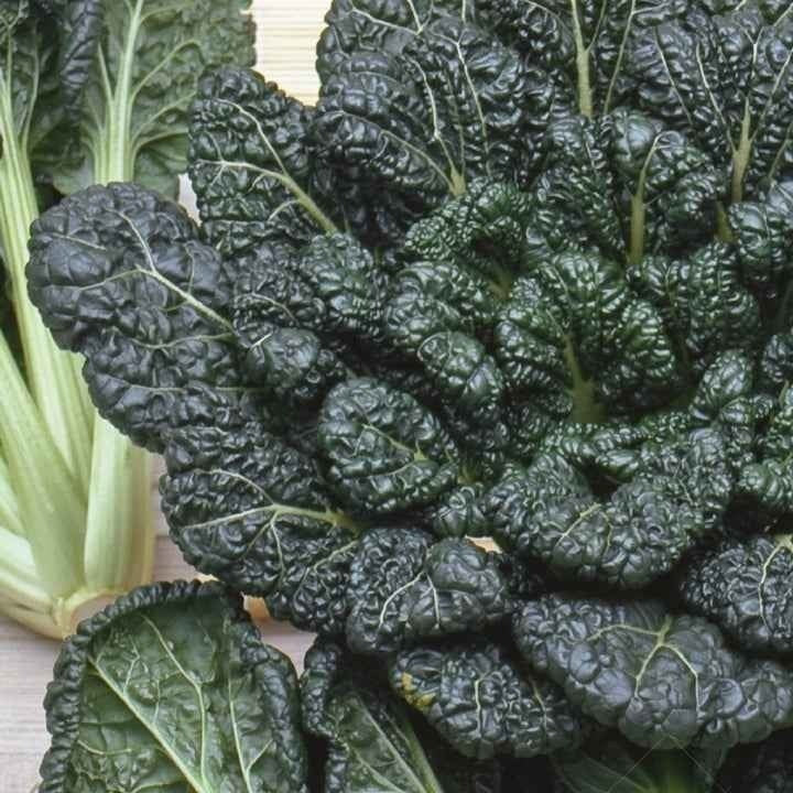 Tatsoi - BIO - Willemse